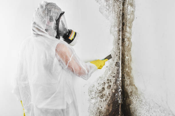 Attic Mold Removal in Bend, OR