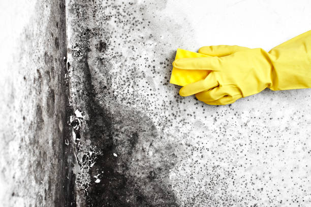 Best Toxic Mold Removal  in Bend, OR