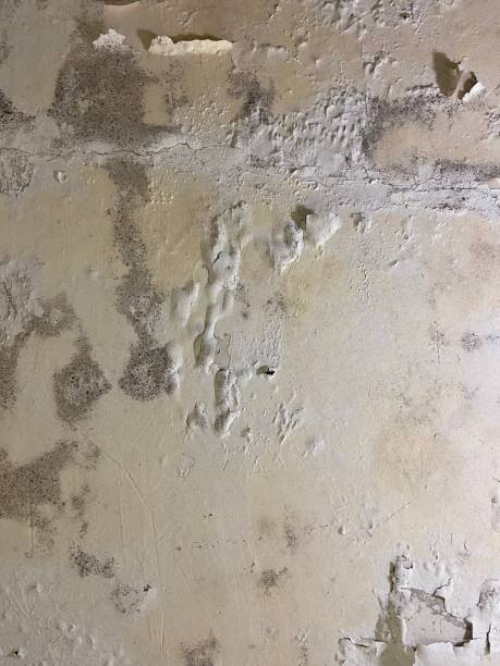 Best Mold Cleaning Services  in Bend, OR