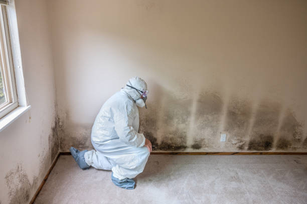 Professional Mold Removal in Bend, OR