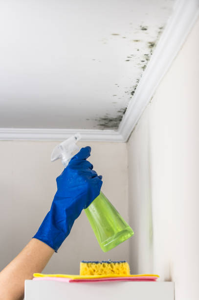 Best Local Mold Removal Service  in Bend, OR